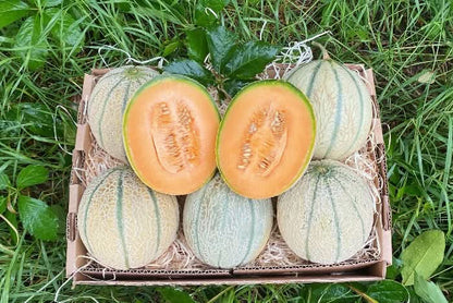 Honigmelone Cantalupo Bio