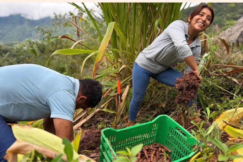 Kurkuma Bio Peru mit Schale verwertbar – Produktansicht 2