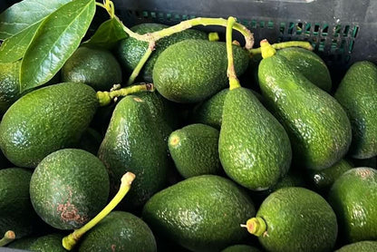 Avocado-Rarität Insana wild 13 Monate baumgereift von Julian Sparpreis-Box %