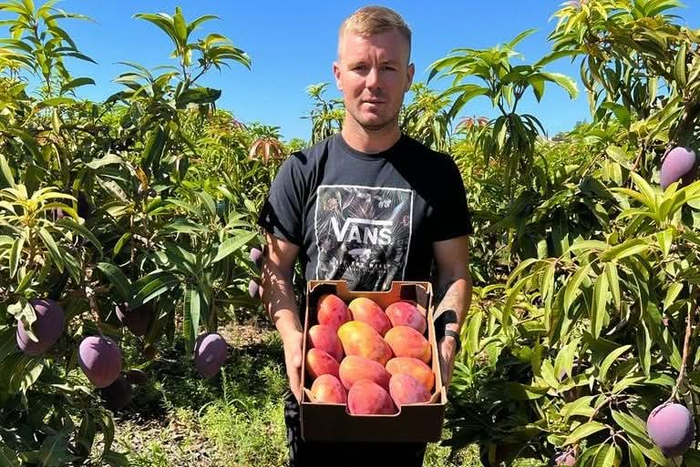 Mango Irwin Bio von Julian zum Sofortverzehr Retter-Box