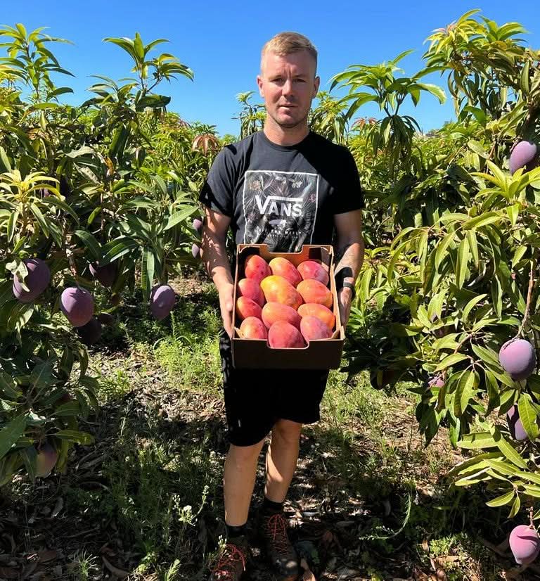 Mango Irwin Edelsorte Bio von Julian Sparpreis-Box % 2kg