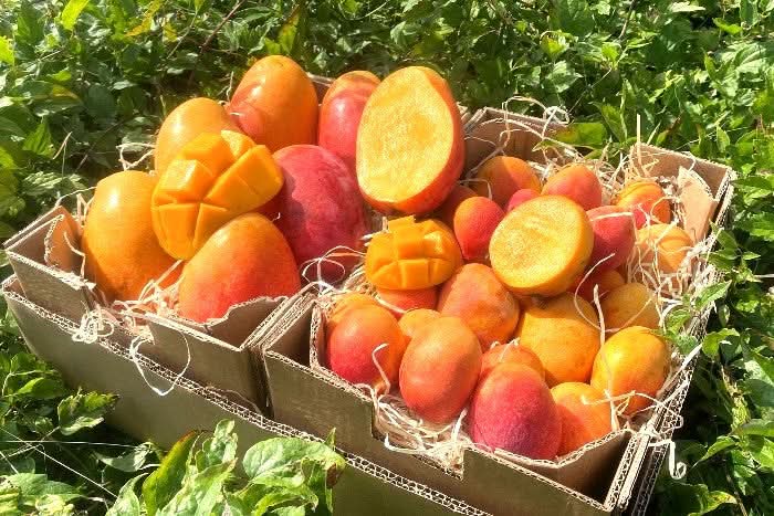 Edel Mango Irwin Gold Mix von Julian Bio Sparpreis-Box % 3,5kg
