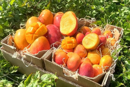Edel Mango Irwin Gold Mix von Julian Bio Sparpreis-Box % 3,5kg