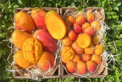 Edel Mango Irwin Gold Mix von Julian Bio Sparpreis-Box % 3,5kg