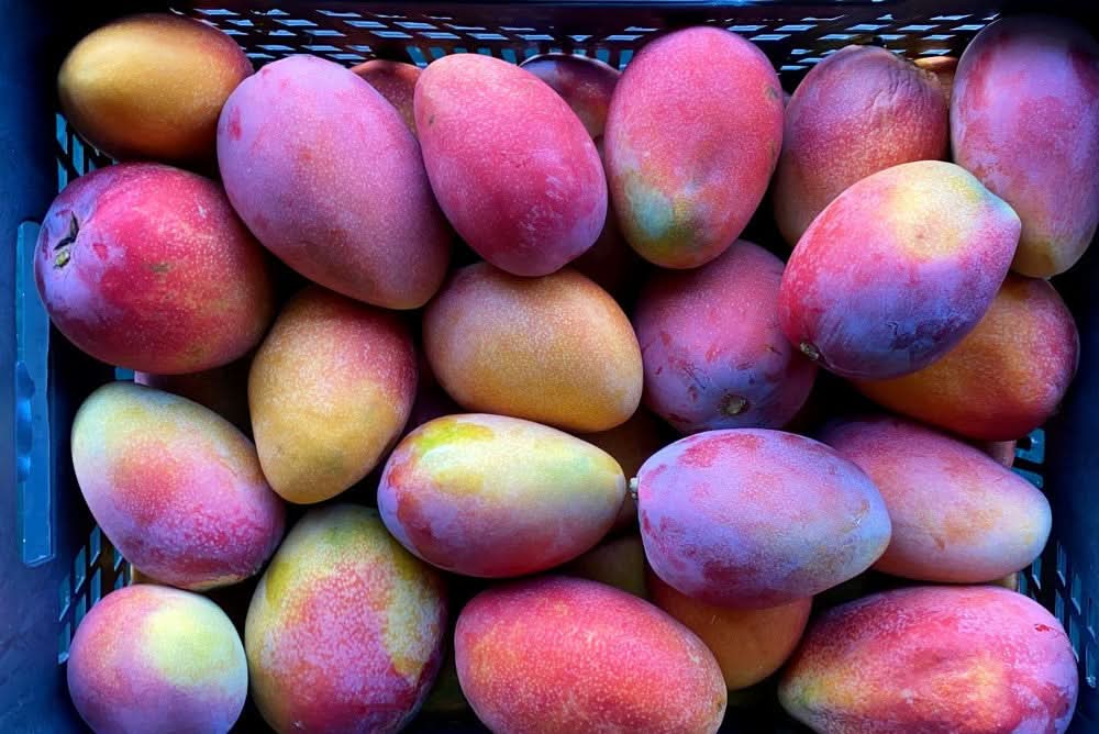 Mango Irwin Edelsorte Bio von Julian Sparpreis-Box % 2kg