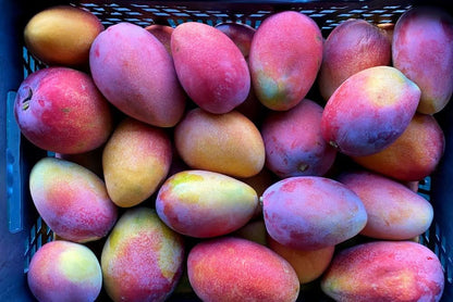 Mango Irwin Edelsorte Bio von Julian Flash-Aktion