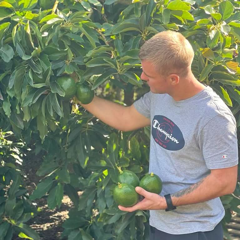 Bio Avocado-Rarität Levens von Julian 4kg