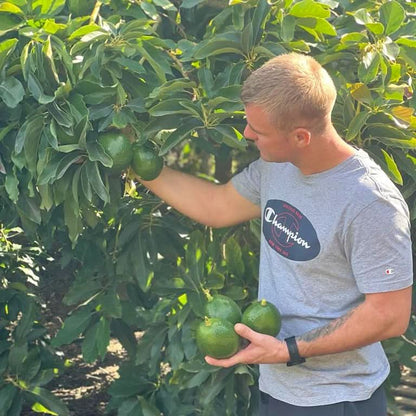Bio Avocado-Rarität Levens von Julian 4kg