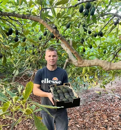 Avocado-Mix Bio & Wild von Julian Wochenaktion % 4kg