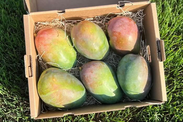 Riesenmangos Bio von Julian Retterbox % ca. 4kg