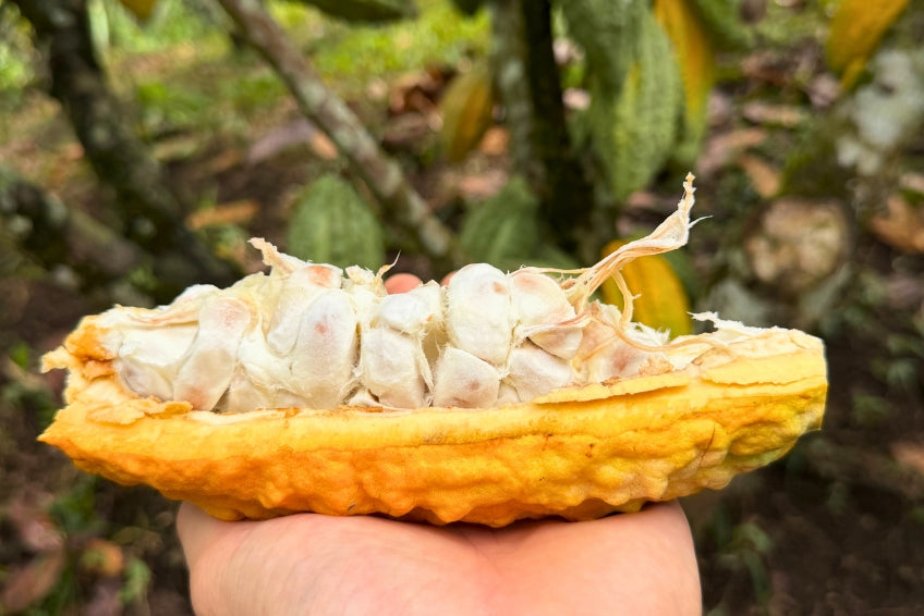 Kakaofrucht naturbelassen Ecuador