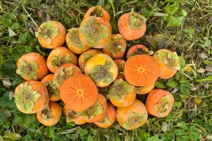 Kaki "Fuyu" Demeter von Bernardo Aktionspreis % 1kg