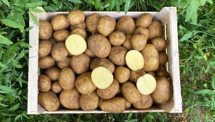 Kartoffeln "Agria" Bio vorw. festkochend regional