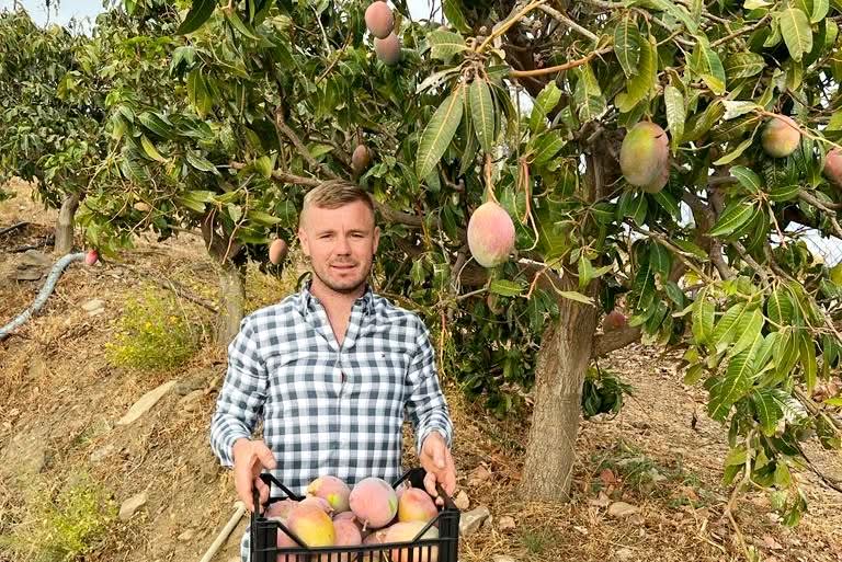 Mango Keitt von Julian Aktionspreis % 1kg