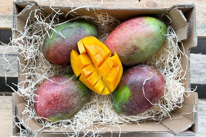 Mango "Keitt" Biodynamisch Box 4kg
