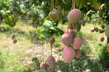 Mango "Keitt" Biodynamisch Box 4kg