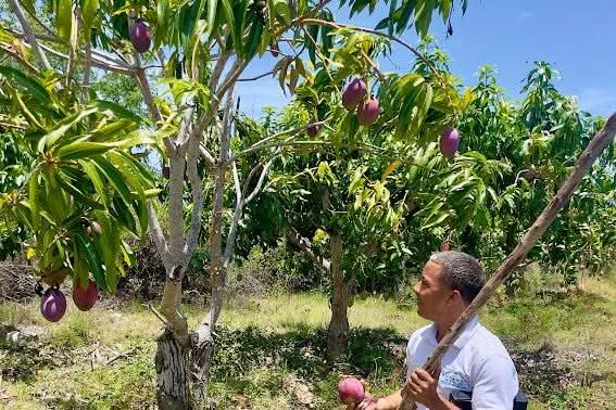 Mango "Keitt" Biodynamisch Box 4kg