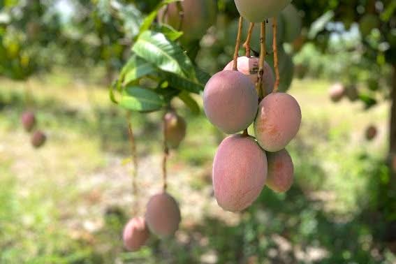Mango "Keitt" Biodynamisch Box 4kg