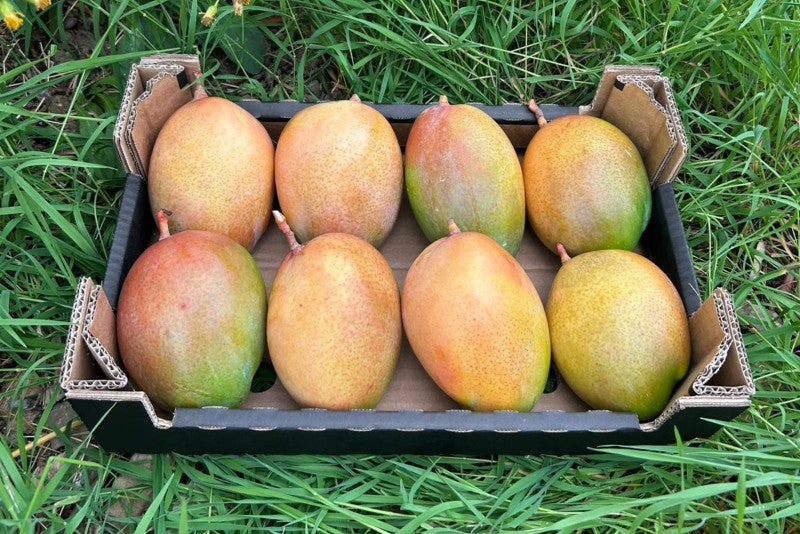 Mango Keitt Bio von Paco Sonderaktion % 4kg