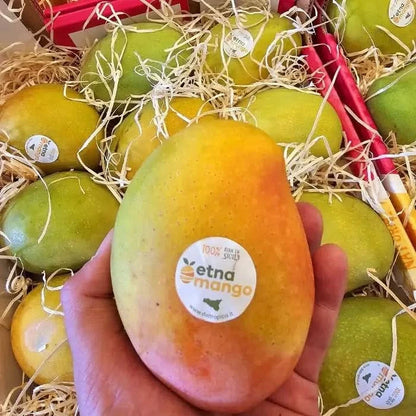 Ätna Vulkan Mangos Kensington Pride Bio Sizilien