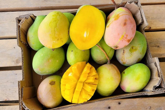 Ätna Vulkan Mangos Kensington Pride Bio Sizilien