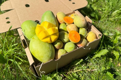 Mango Kensington Pride – Mama & Baby Aktionsbox