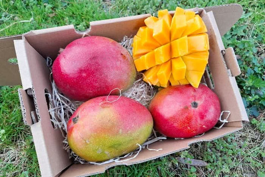 Mango Kent Bio "Ready to Eat" Sonderpreis % 2kg