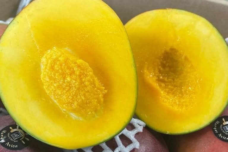Mango Kent Bio baumgereift