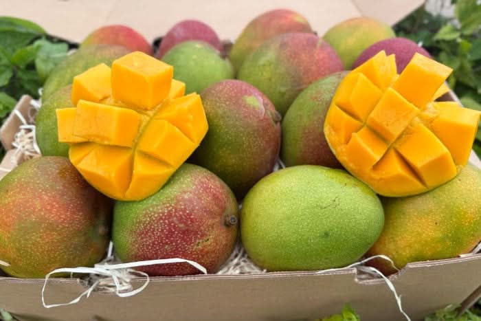 Mango Kent Bio baumgereift