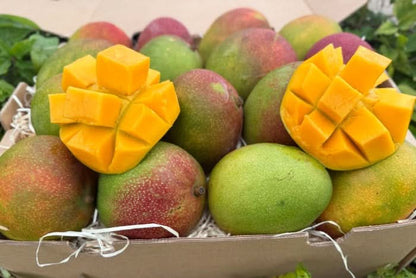 Mango Kent Bio baumgereift