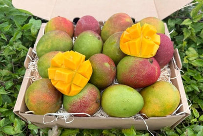 Mango Kent Bio baumgereift