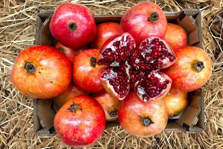 Granatapfel Acco Bio von Apostolis Kreta