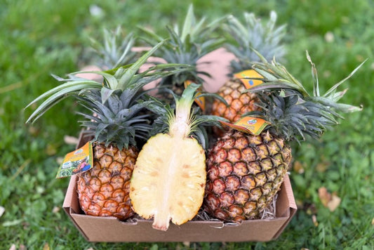 Ananas „Smooth Cayenne“ Bio Flugware Kipepeo Fair