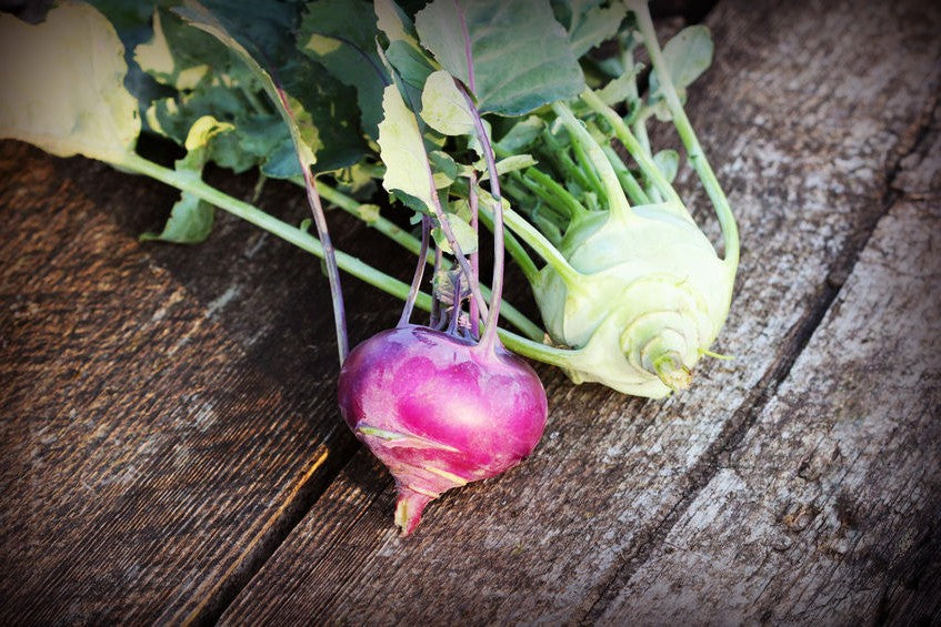 Kohlrabi Mix blau & weiss Bio