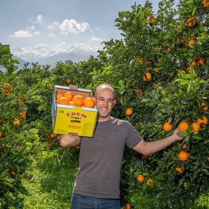 Orangen Lane Late Bio von Apostolis Kreta 4kg Box