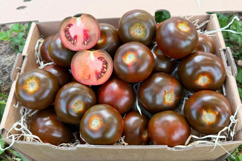 Delikatess-Tomaten schwarz "Kumato" 2kg Box Aktionswoche %