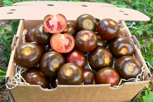 Tomaten schwarz "Kumato" von Julian