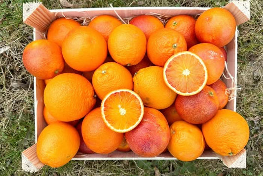 Bio Blutorangen Lempso Sizilien