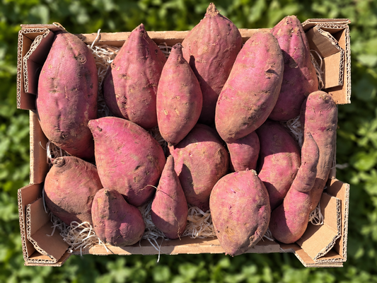okinawa süßkartoffel kaufen