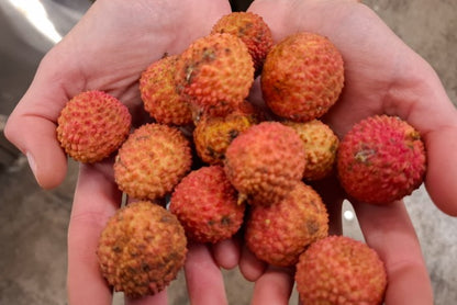 Litschi Bio von Julian Retterbox