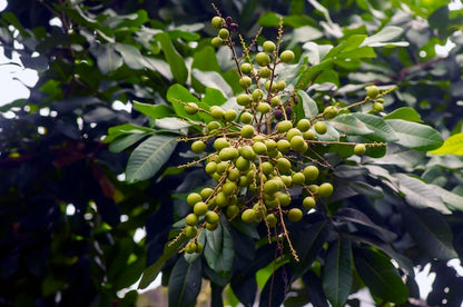 Longan naturbelassen