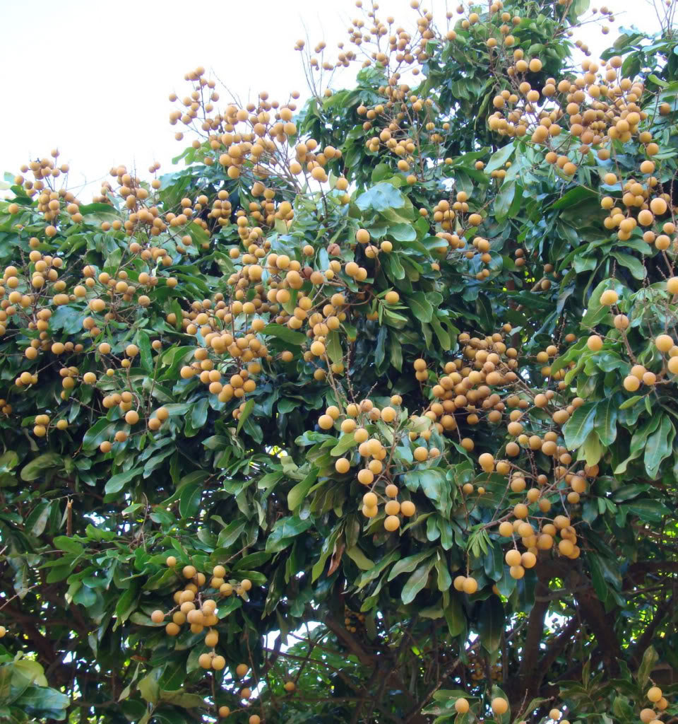 Longan naturbelassen