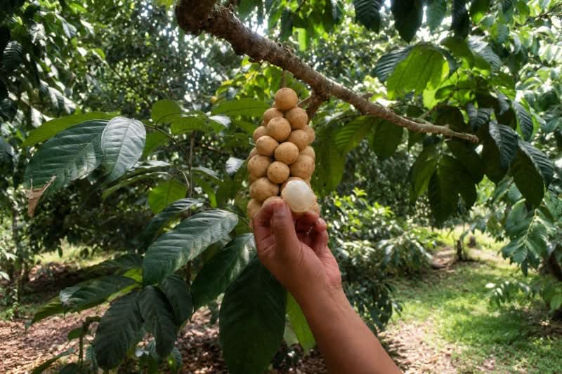 Longkong naturbelassen
