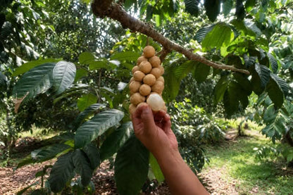 Longkong naturbelassen