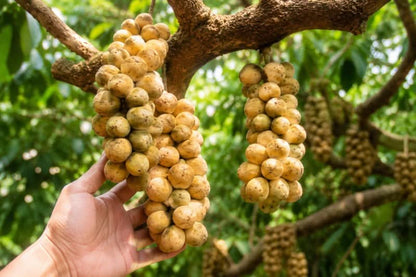 Longkong naturbelassen
