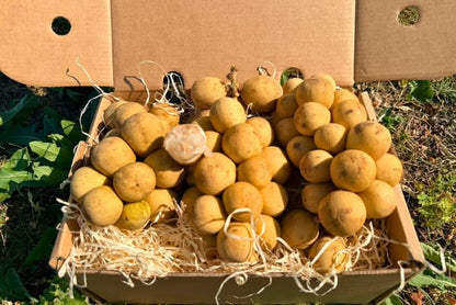Longkong naturbelassen