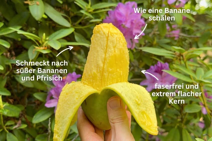 Mango "Maha Chanook" Flashaktion %