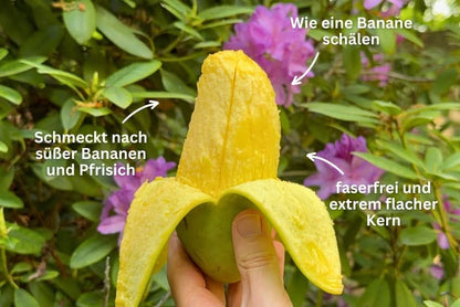 Mango "Maha Chanook" Flashaktion %