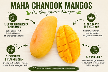 Mango Entdeckerbox