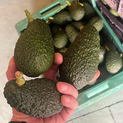 Avocadorarität Maluma 14 Monate baumgereift von Julian Sparpreis-Box